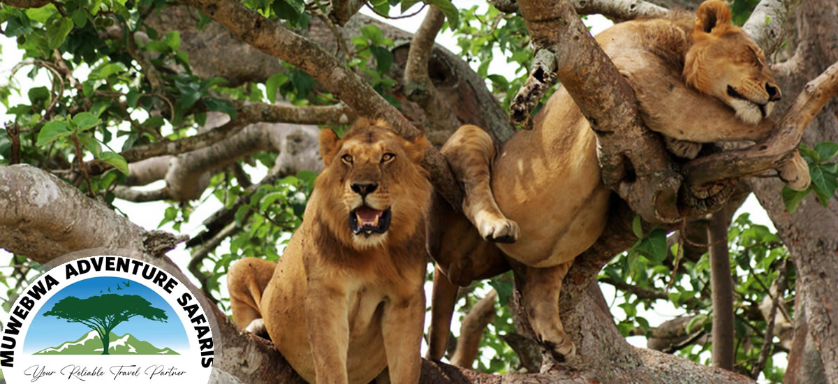 MUWEBWA ADVENTURE SAFARIS